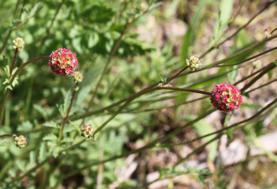 bosco misto- Sanguisorba minor